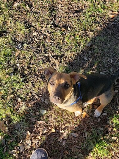 Auditorium Shores Dog Park - Austin, TX