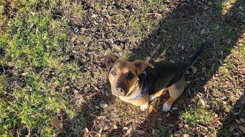 Auditorium Shores Dog Park - Austin, TX