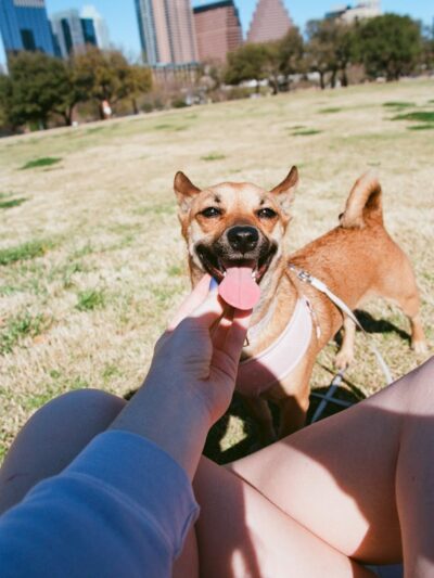 Auditorium Shores Dog Park - Austin, TX