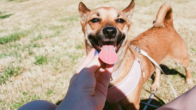 Auditorium Shores Dog Park - Austin, TX