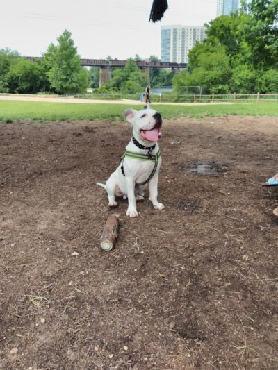 Auditorium Shores Dog Park - Austin, TX