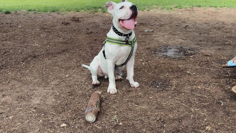 Auditorium Shores Dog Park - Austin, TX