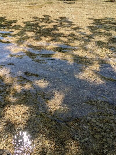 Dog Barton Springs - Austin, TX