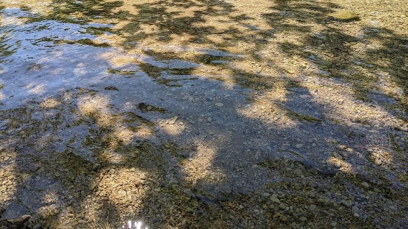 Dog Barton Springs - Austin, TX