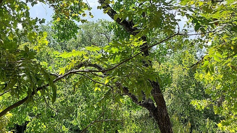 Dog Barton Springs - Austin, TX