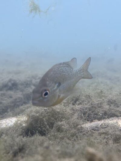 Dog Barton Springs - Austin, TX