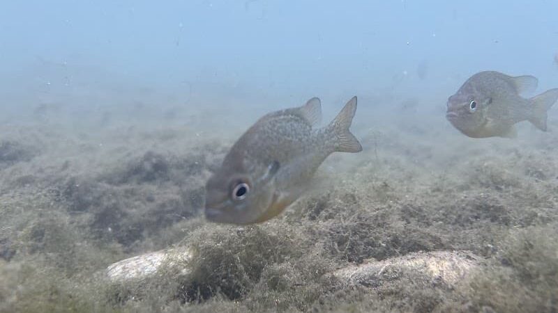 Dog Barton Springs - Austin, TX