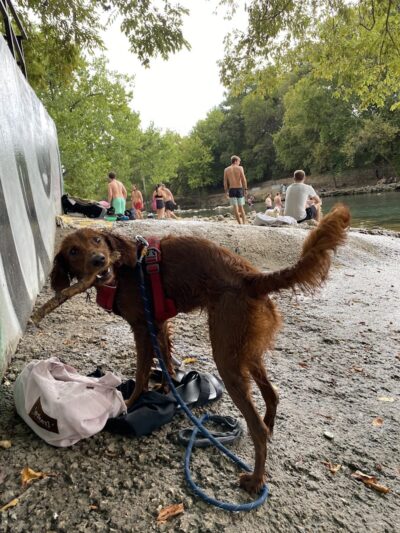 Dog Barton Springs - Austin, TX