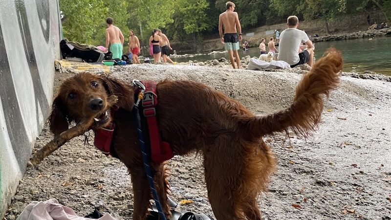 Dog Barton Springs - Austin, TX
