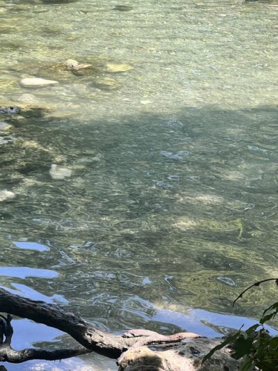 Dog Barton Springs - Austin, TX