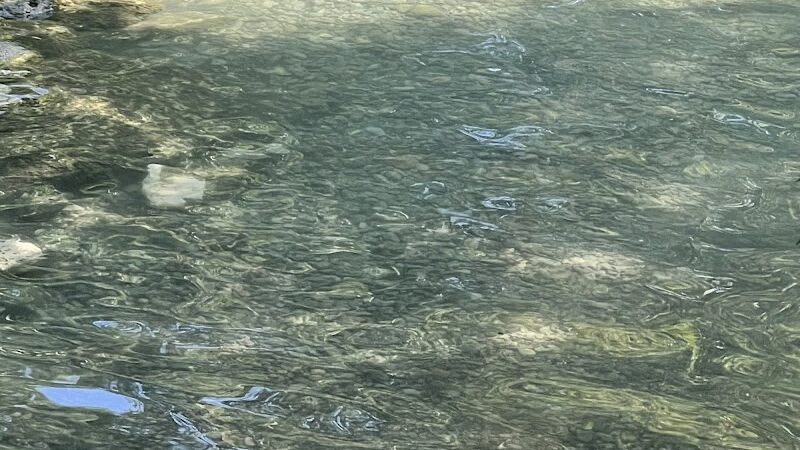 Dog Barton Springs - Austin, TX