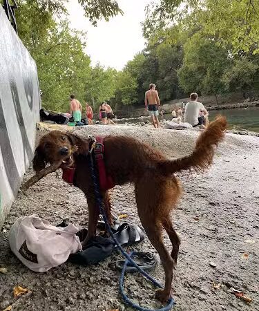 Dog Barton Springs - Austin, TX