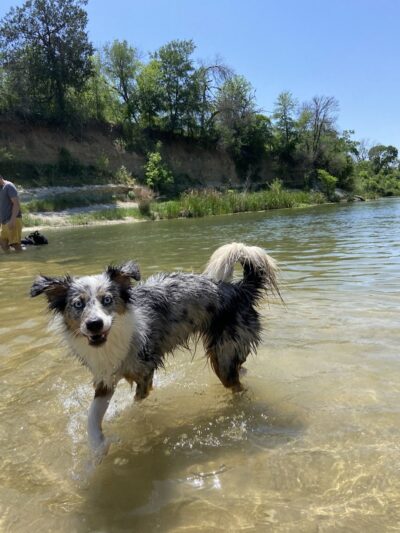 Dog Park Blue - Austin, TX