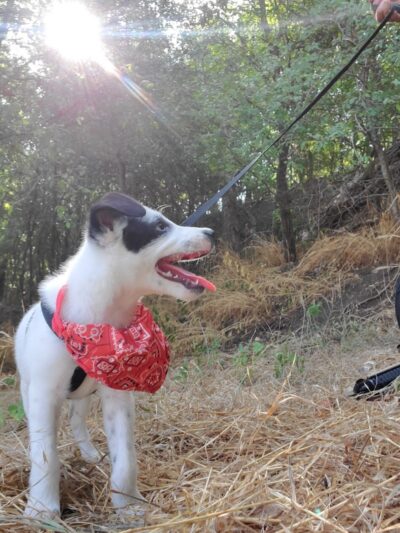 Dog Park Blue - Austin, TX