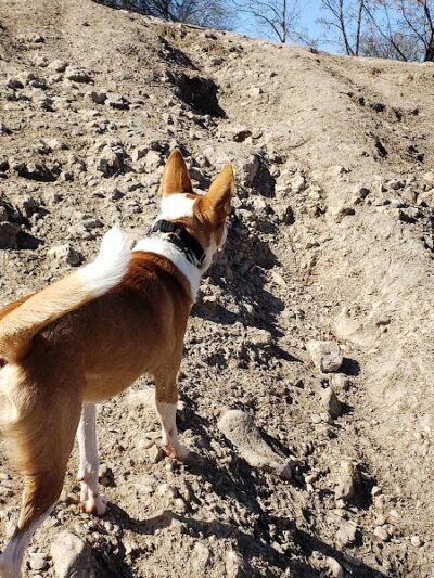 Dog Park Blue - Austin, TX