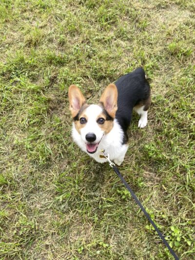 Dog Park Blue - Austin, TX