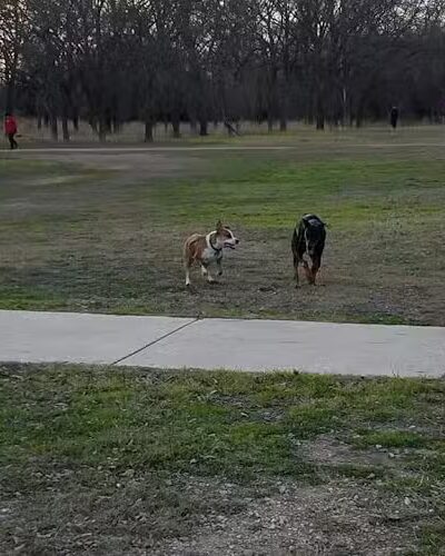 Dog Park Blue - Austin, TX