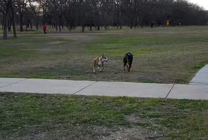Dog Park Blue - Austin, TX