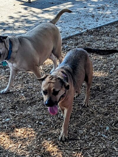 Domain Central Bark - Austin, TX