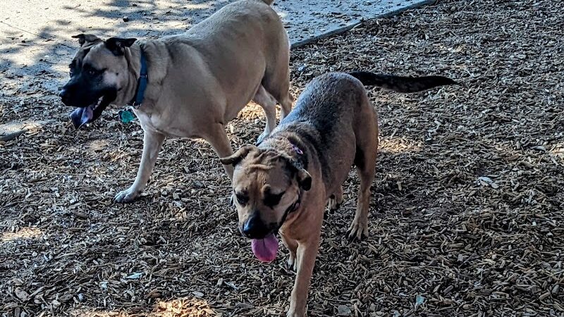 Domain Central Bark - Austin, TX