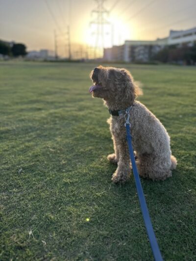 Domain Central Bark - Austin, TX