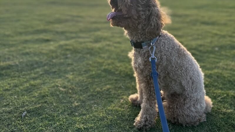 Domain Central Bark - Austin, TX