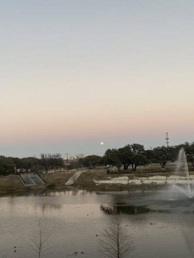 Domain Central Bark - Austin, TX