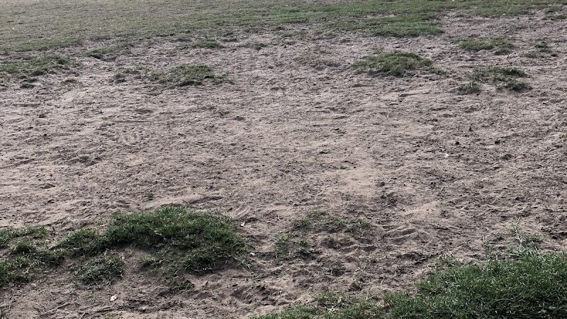 Domain Central Bark - Austin, TX