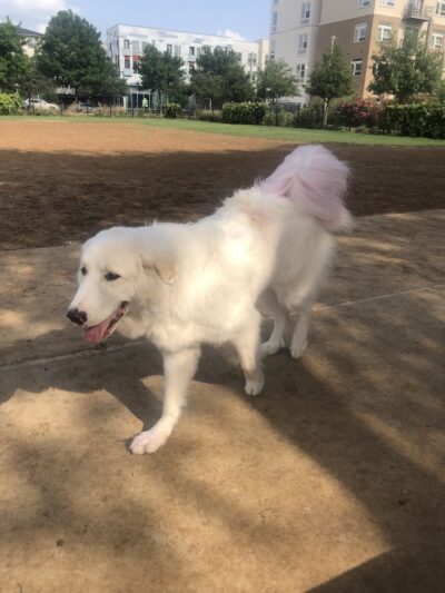 Domain Central Bark - Austin, TX