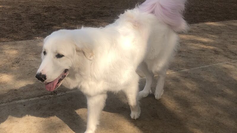 Domain Central Bark - Austin, TX