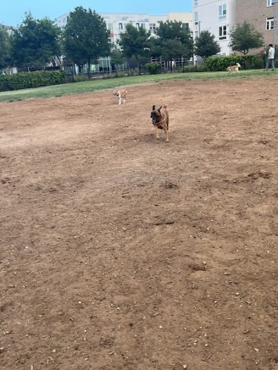 Domain Central Bark - Austin, TX