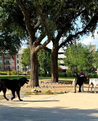 Domain Central Bark - Austin, TX