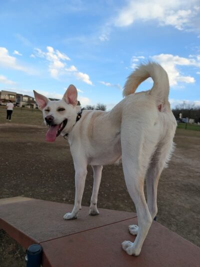 Easton Bark - Austin, TX