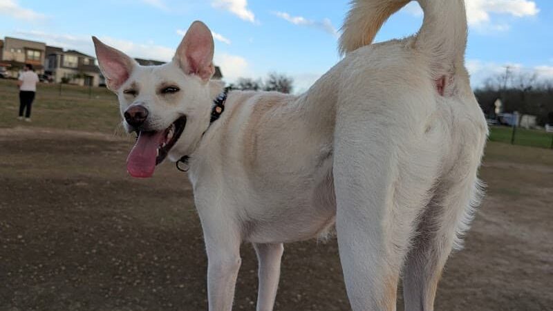 Easton Bark - Austin, TX