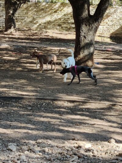 Hancock Dog Park - Austin, TX