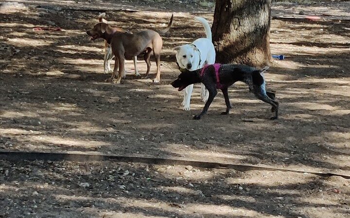 Hancock Dog Park - Austin, TX