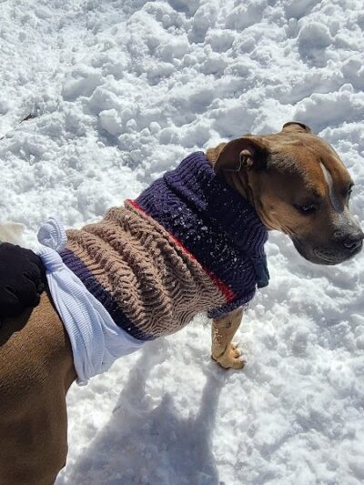 Hancock Dog Park - Austin, TX