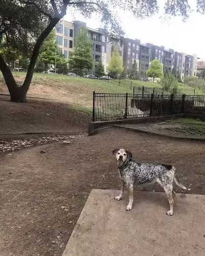 Hancock Dog Park - Austin, TX
