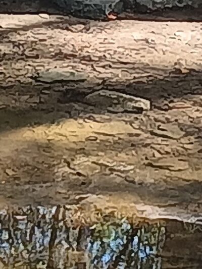 Mary Moore Searight Off Leash Trailhead - Austin, TX