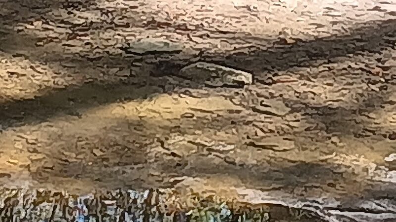 Mary Moore Searight Off Leash Trailhead - Austin, TX