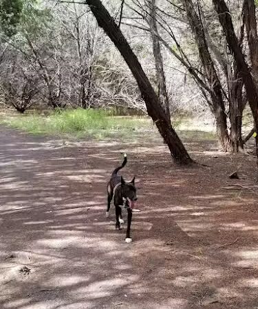 Mary Moore Searight Off Leash Trailhead - Austin, TX