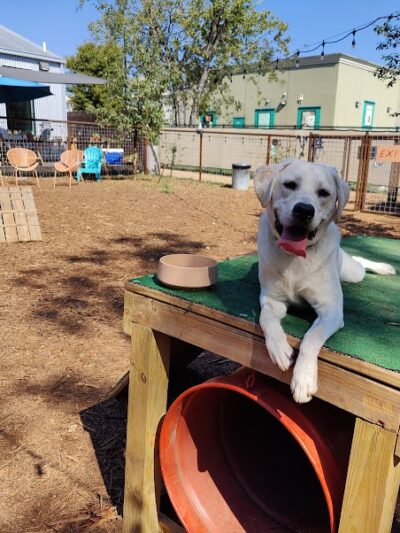 Neighbors Dog Park & Cafe - Austin, TX