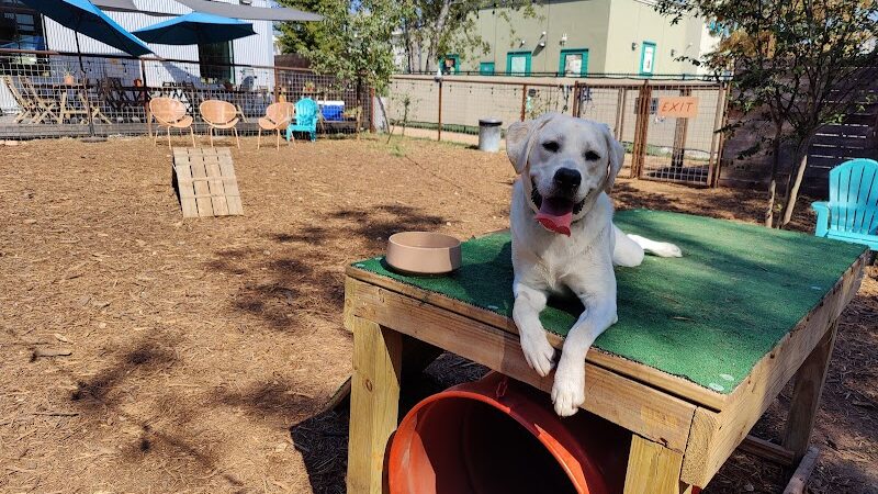 Neighbors Dog Park & Cafe - Austin, TX