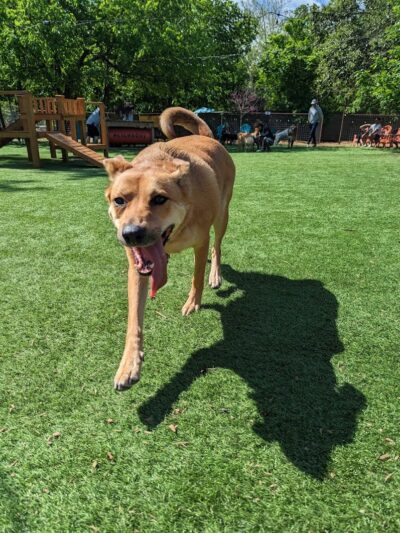 Neighbors Dog Park & Cafe - Austin, TX