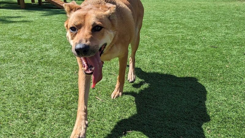 Neighbors Dog Park & Cafe - Austin, TX