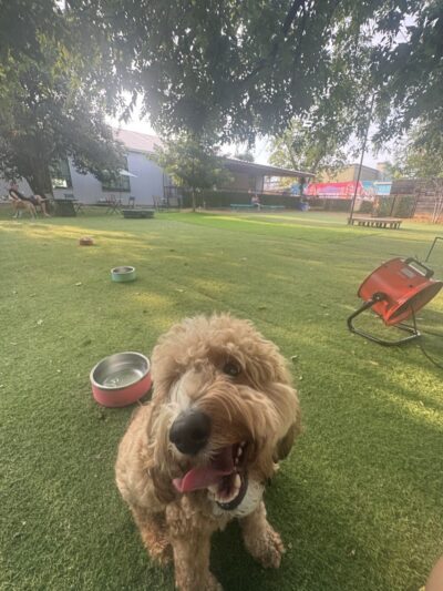 Neighbors Dog Park & Cafe - Austin, TX