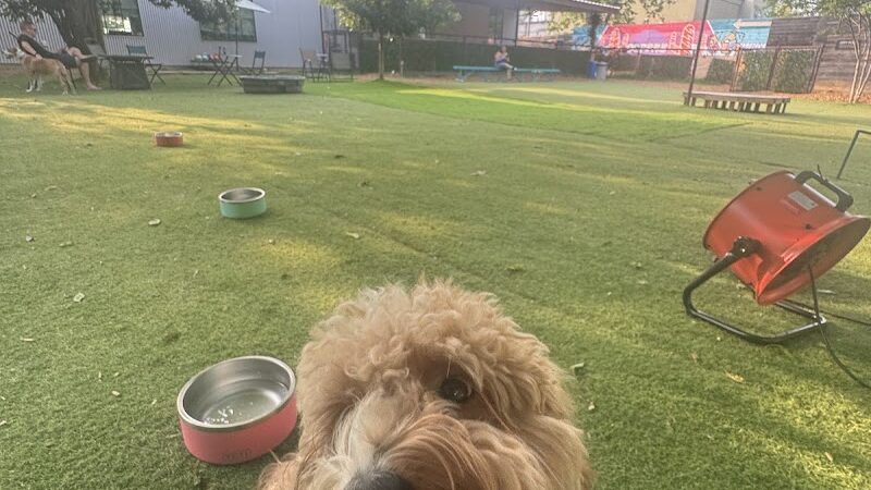 Neighbors Dog Park & Cafe - Austin, TX
