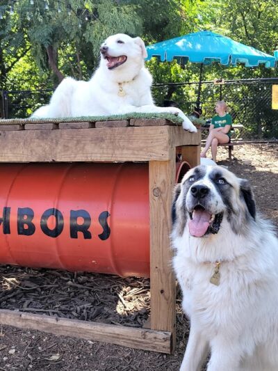Neighbors Dog Park & Cafe - Austin, TX