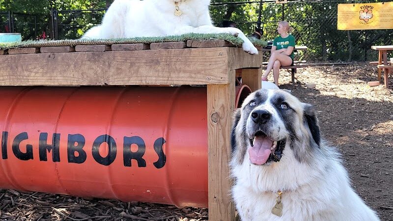Neighbors Dog Park & Cafe - Austin, TX