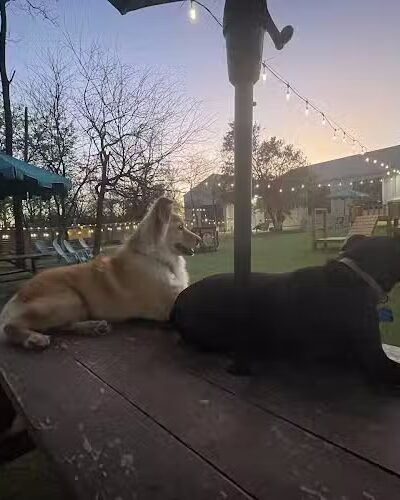 Neighbors Dog Park & Cafe - Austin, TX